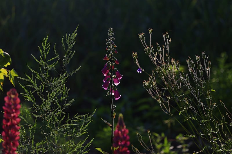 Summer Sunshine