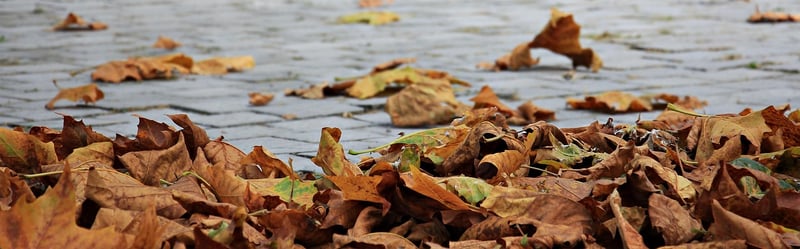 Fall Foliage