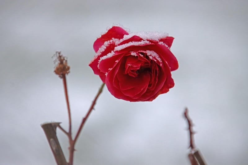 Flowering Plants