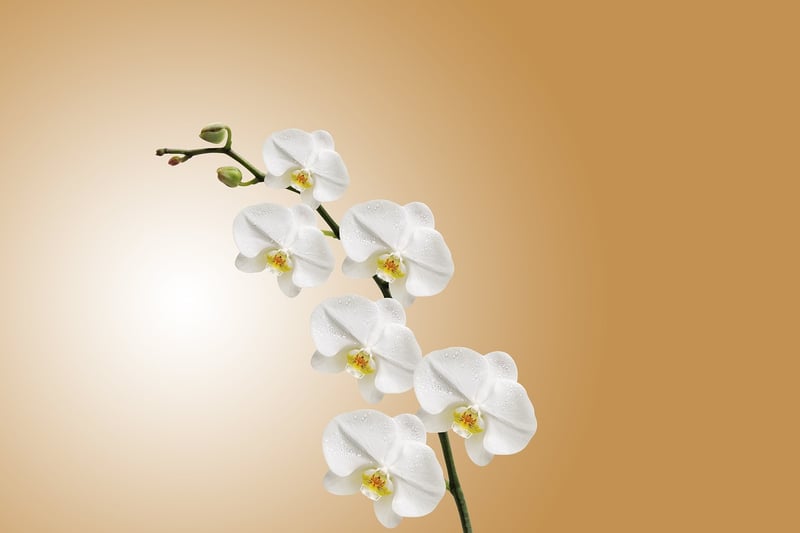Orchid
