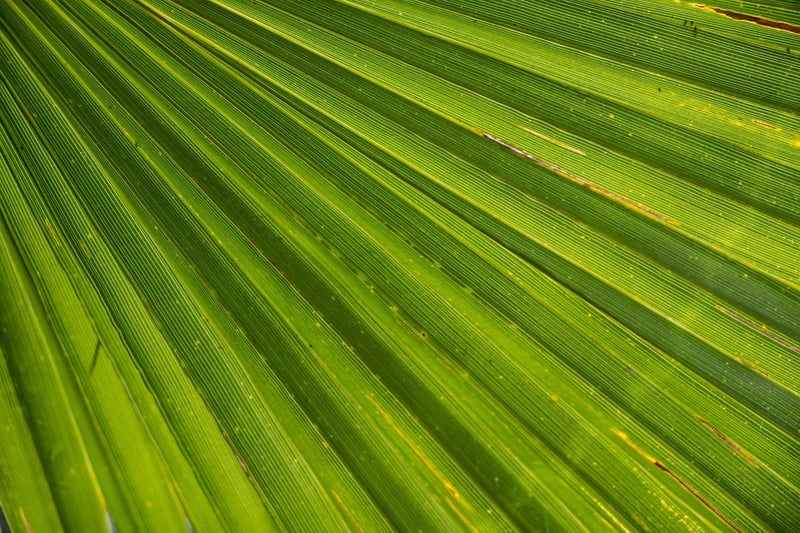 Tropical Plants