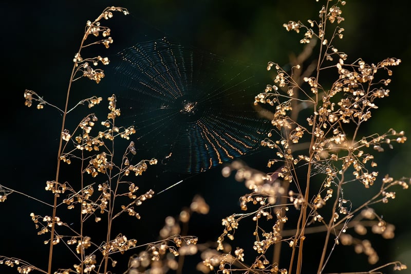 Spider Plants