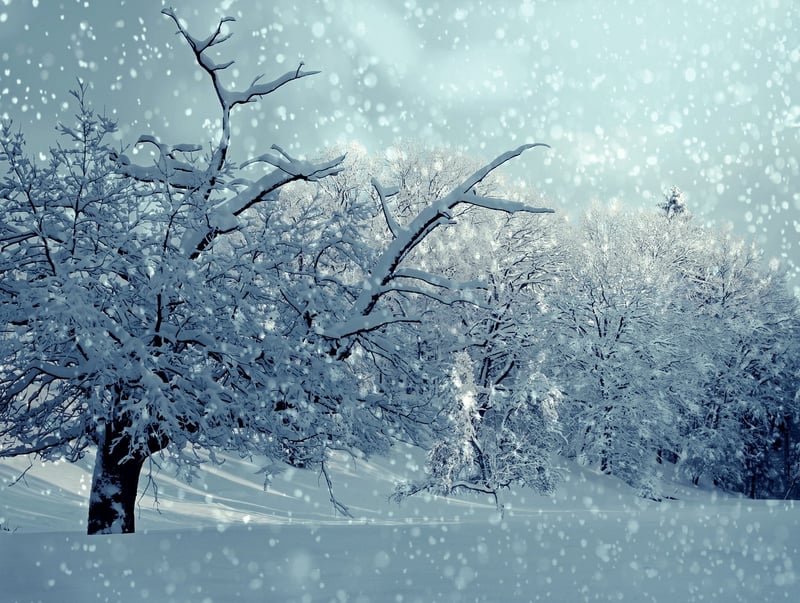 Winter Snow